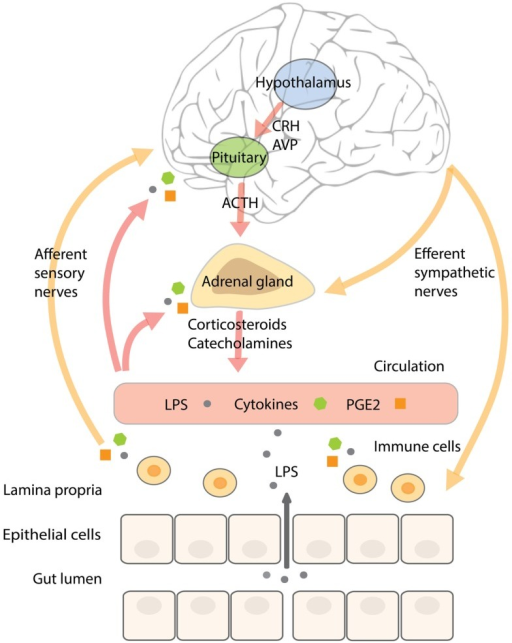 The complex neuroendocrine–immune interactions and th | Open-i