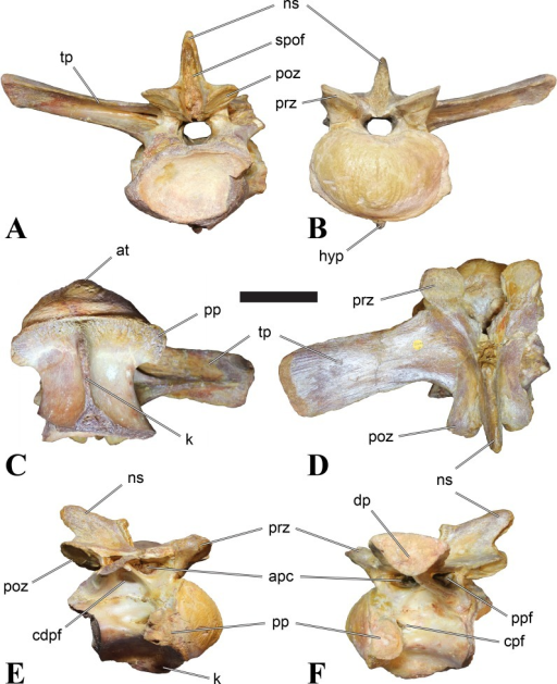 NHMUK PV R 16435, anterior dorsal vertebra (D3) of Sigi | Open-i