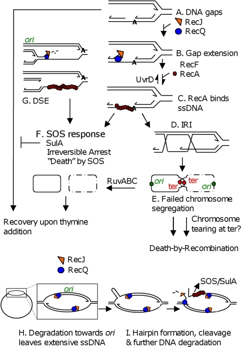 Models for TLD by SOS death by recombination and RecQ Open i