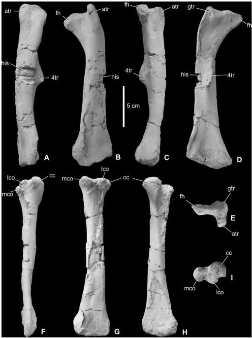 Hindlimb elements of Mochlodon vorosi n. sp. from the U | Open-i