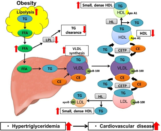 Mechanisms Of Dyslipidemia In Obesity. An Increased Fre | Open-i