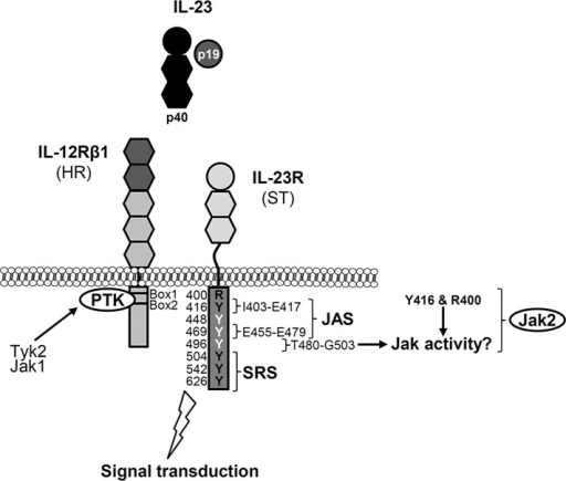 Overview Of Jak Binding Sites Within The Il 23 Receptor Open I