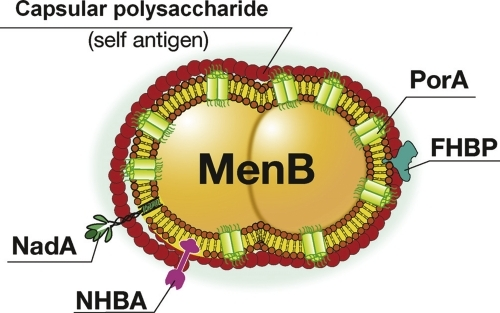 Schematic Representation Of Neisseria Meningitidis Sero | Open-i