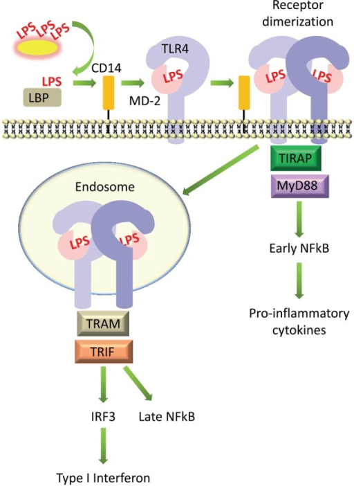 Simplified Diagram Of Signaling By LPS On Host Cells. L | Open-i