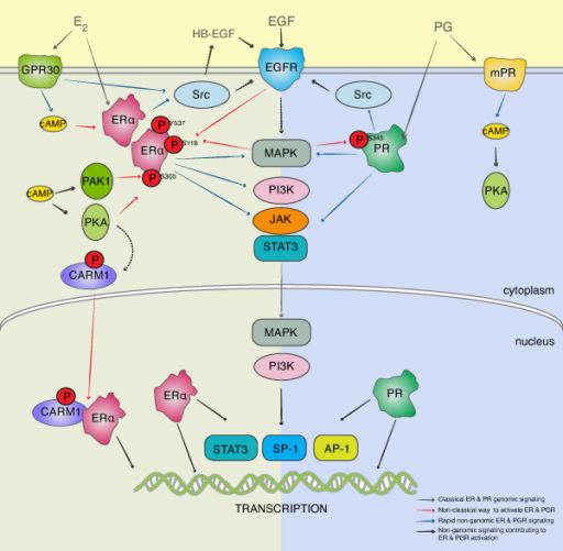 Integration of genomic and nongenomic estrogen receptor | Open-i