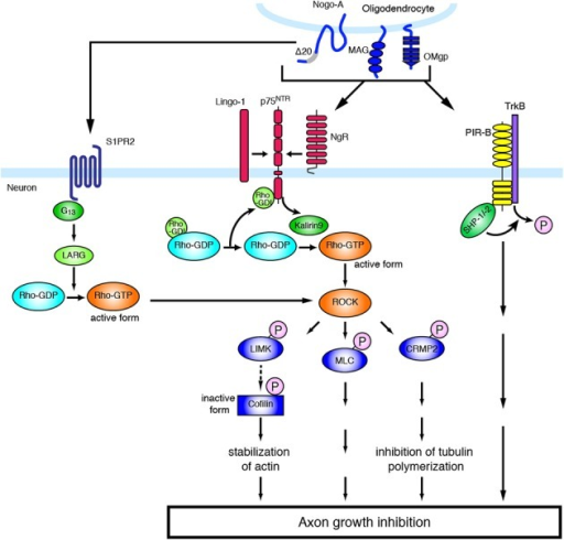 Molecular mechanisms of inhibitory environmental molecu | Open-i