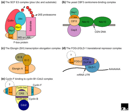 F-box Protein Functions. (a) The SCF Complex. The F-box | Open-i