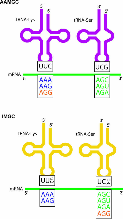 The Molecules of tRNA-Lys and -Ser in Arthropods Having | Open-i