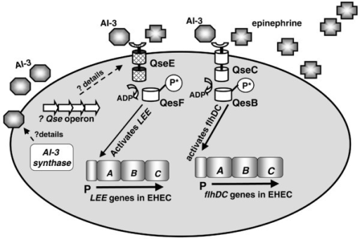 Schematic Representation Of Ai 3 Quorum Sensing System In Aeromonas