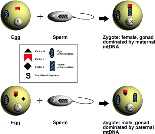 A Model For Sex Determination And Paternal Mtdna Inheri Open I 9137