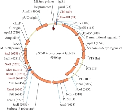 Structure Of The PSC-B Plasmid With The Putative L-sorb | Open-i