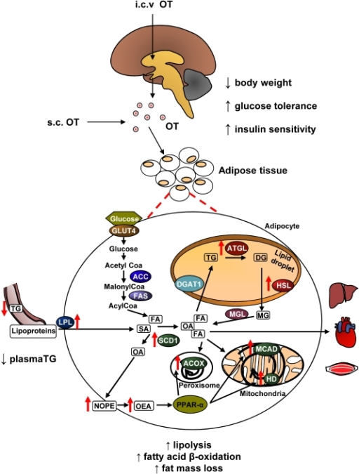 male mice knockouts oxytocin social amnesia