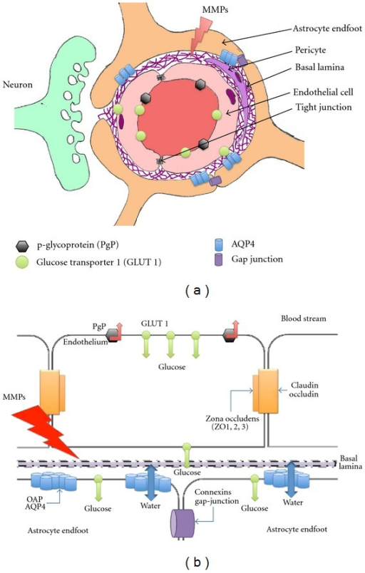 (a) Schematic Drawing Of The Neurovascular Unit (NVU) I | Open-i