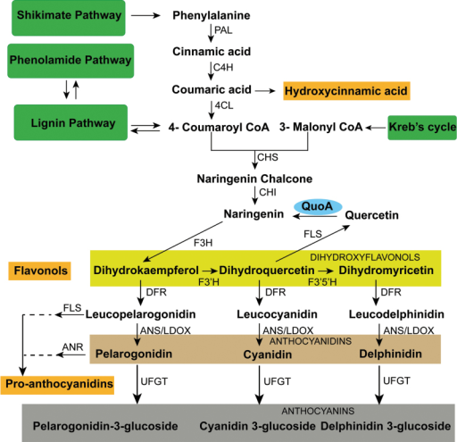 Phenylpropanoid metabolic network map in Arabidopsis. P | Open-i