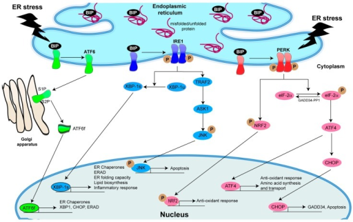 Unfolded protein response (UPR) pathways in mammalian c | Open-i