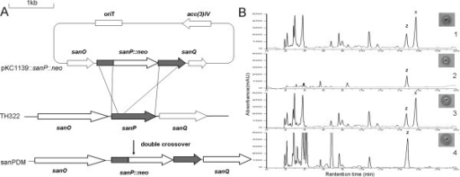 insertional-inactivation-of-sanp-and-analysis-of-nikkom-open-i