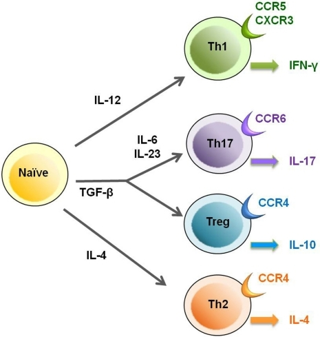 T cell subsets of CD4+ T helper cells. Th cells are dif | Open-i