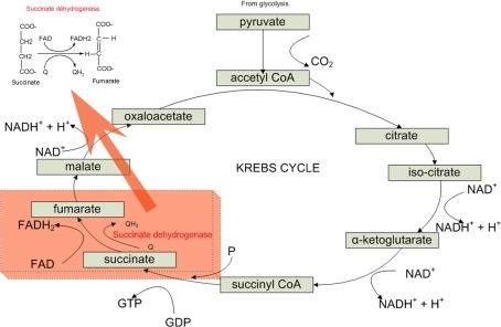 An overview of Krebs cycles. The section (highlighted i | Open-i