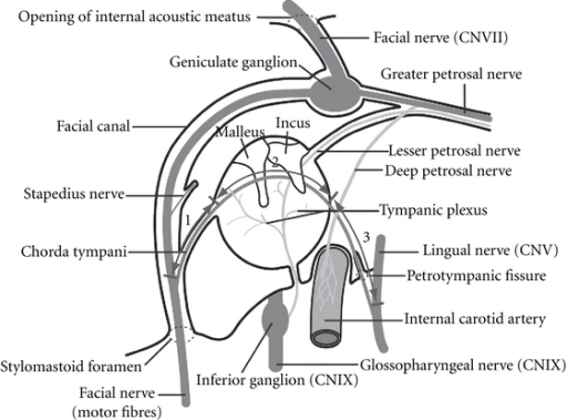 The sections of the chorda tympani between the facial n | Open-i