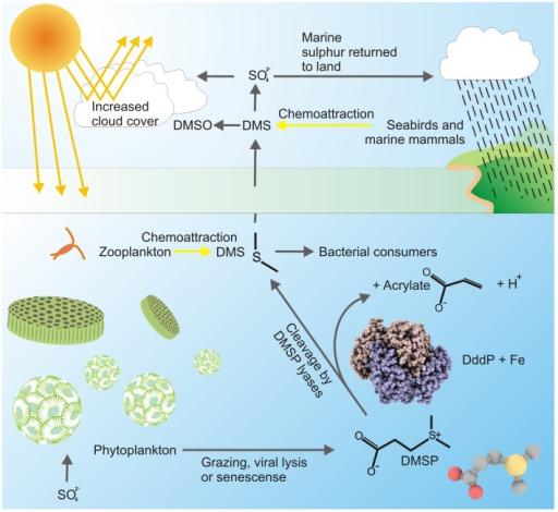 Microalgae Produce DMSP; Microbial Lyases Cleave DMSP I | Open-i