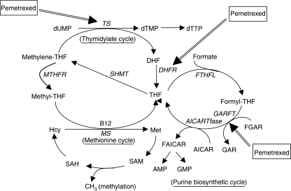 Folate involved in biosynthesis of pyrimidine, purine a | Open-i