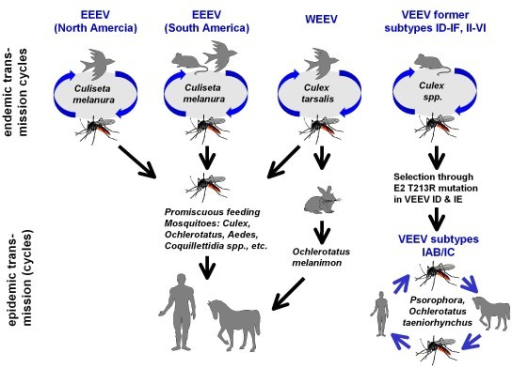 Schematic drawing of the endemic and epidemic transmiss | Open-i