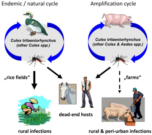 Schematic drawing of transmission cycles and rural as w | Open-i