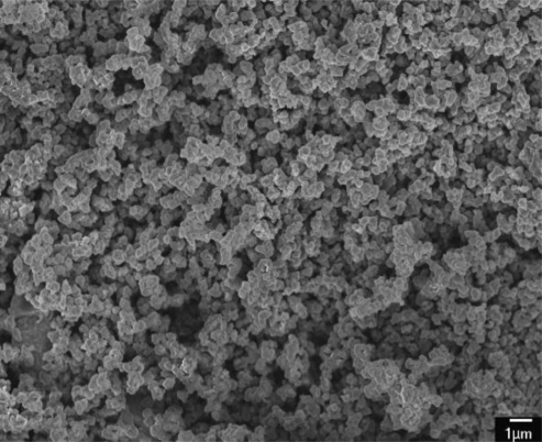 SEM image of the polypyrrole film | Open-i