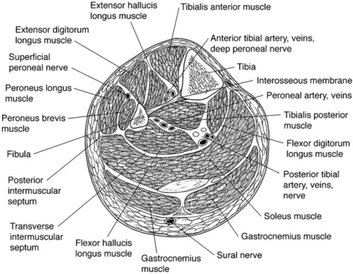 Cross-section of the lower left leg showing its 4 compa | Open-i