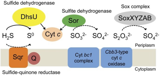 an analysis of the hot spring sulfur turf microbial mats of japan Metagenomic and biochemical characterizations of sulfur oxidation metabolism in uncultured large sausage-shaped bacterium in hot spring microbial mats. an analysis of the hot spring sulfur turf microbial mats of japan Metagenomic and biochemical characterizations of sulfur oxidation metabolism in uncultured large sausage-shaped bacterium in hot spring microbial mats.