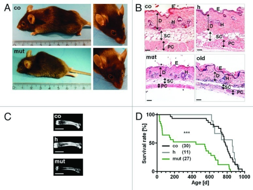 Figure Accelerated Aging Phenotype In Mice With Con Open I