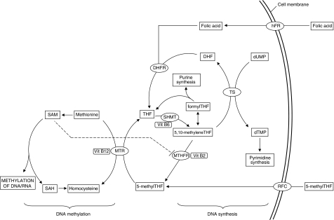 Schematic representation of folate metabolism illustrat | Open-i