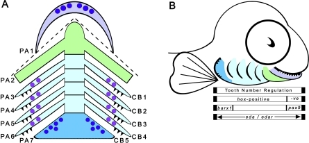 Teleost Pharyngeal Arches Exhibit Teeth On Old And New | Open-i