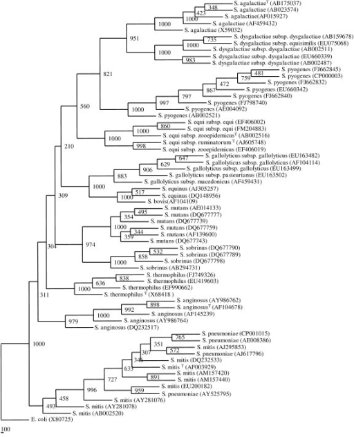 Phylogenetic tree based on 63 representative 16S rRNA g | Open-i