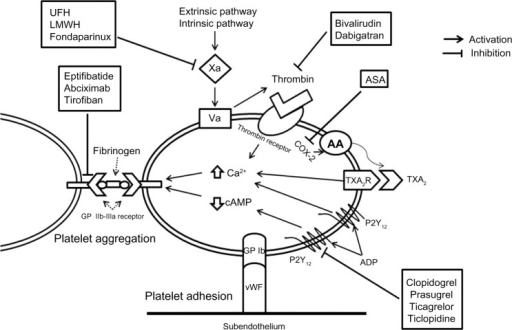 Platelet activation pathway and site of action of antip | Open-i