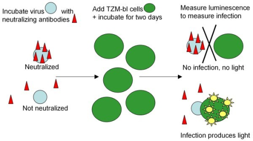 Diagram of neutralization assay steps. A virus is incub | Open-i