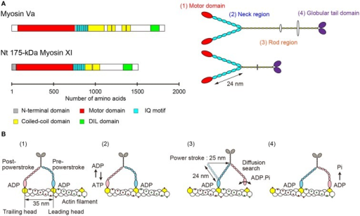 (A) Primary structure and morphology of myosin Va (Mus | Open-i