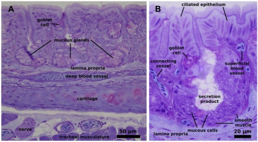 Histological Structure Of The Chicken Trachea A Overvi Open I