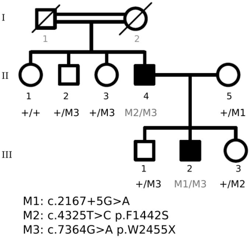 Cosegregation of USH2A mutations identified in family E | Open-i