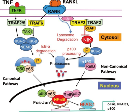 Canonical And Non-canonical Nuclear Factor-kappa B (NF- | Open-i