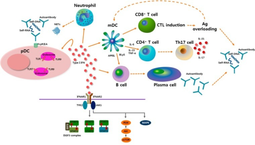 Potential role of plasmacytoid dendritic cells (pDCs) a | Open-i