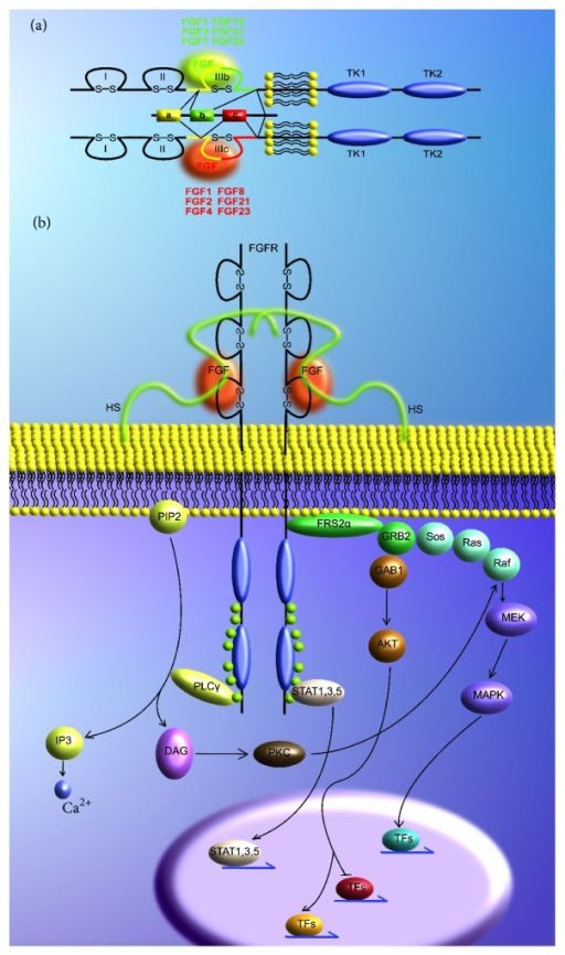 The FGFR Signaling Pathway. (a) Schematic Of The Struct | Open-i