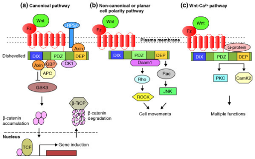 A schematic representation of the Wnt signal transducti | Open-i