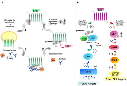 Dual role of beta-arrestin 2 in D2R desensitization and | Open-i