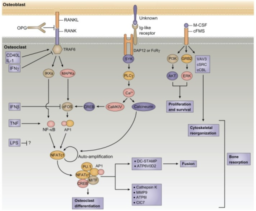 The immune and skeletal systems share cytokines, recept | Open-i