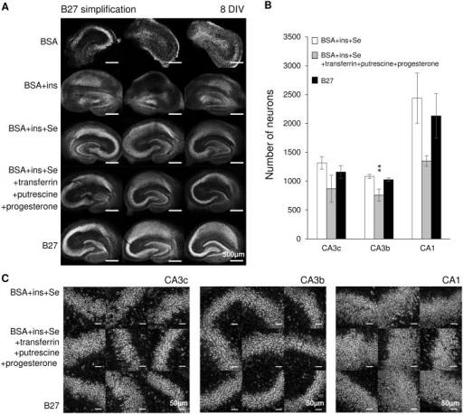 Essential components of B27 supplement.(A) Low magnification confocal images of Nissl staining in cultures at 8 DIV, conditions are indicated on the left side of images, scale bars, 500 μm. (B) Corresponding neuron counts in CA3c, CA3b and CA1. Statistical differences are indicated for comparisons between B27 group versus other groups. Error bars indicate SD. Statistical significance is indicated as **, representing p &lt; 0.01. (C) Confocal images of Nissl staining in CA3c, CA3b and CA1, scale bars, 50 μm. n = 3 cultures, each condition.