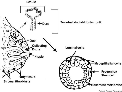 Structure Of The Mammary Gland Terminal Ductallobul Open I