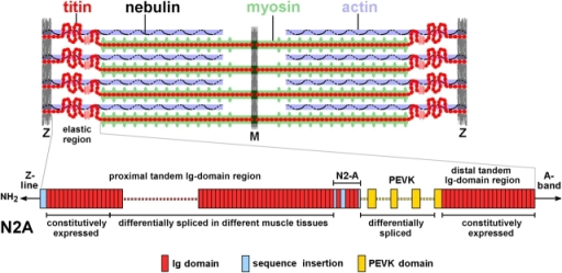 titin-and-nebulin-in-the-sarcomere-and-nomenclature-of-open-i