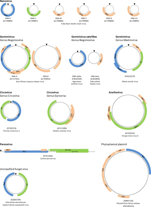 Single stranded (ss) DNA virus genomes and related repl | Open-i