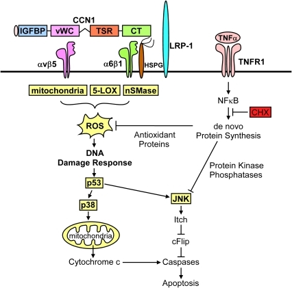 u mechanism nih de via TNFÎ±  Open i acts signaling.TNFÎ± its  apoptotic induced